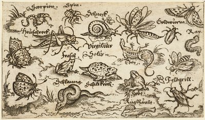 Insectes, reptiles, escargots et poissons sur un sol minimal avec de l