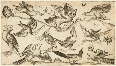 Onze oiseaux et deux insectes sur un sol minimal avec un hibou aux ailes déployées assis sur une branche au centre avec d