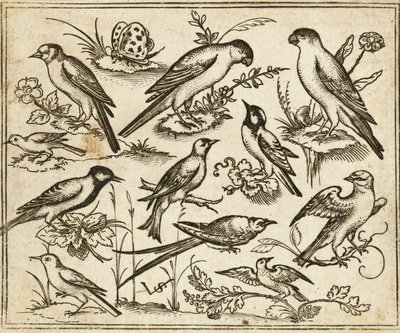 Onze oiseaux sur des branches fleuries avec un papillon, de Douce Ornament Prints Album I - Virgilius the elder (after) Solis