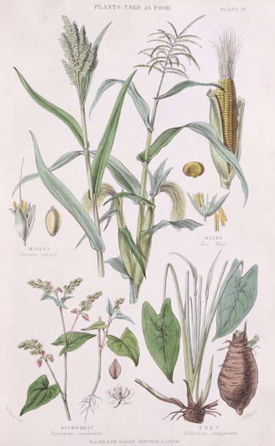 Millet, Maïs, Sarrasin et Taro, illustration de A History of the Vegetable Kingdom par William Rhind, 1872 - W.H. Fitch
