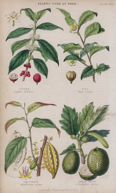 Café; Thé; Chocolat; Arbre à pain (gravure en couleur) - W. Fitch