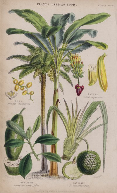 Dattier; Banane; Jacquier; Pandanus (gravure en couleur) - W. Fitch