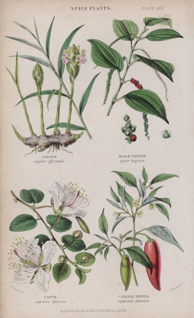 Gingembre; Poivre noir; Câpre; Piment de Cayenne - W. Fitch