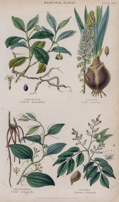 Ipecacuanha; Scille; Salsepareille; Copaïba - W. Fitch