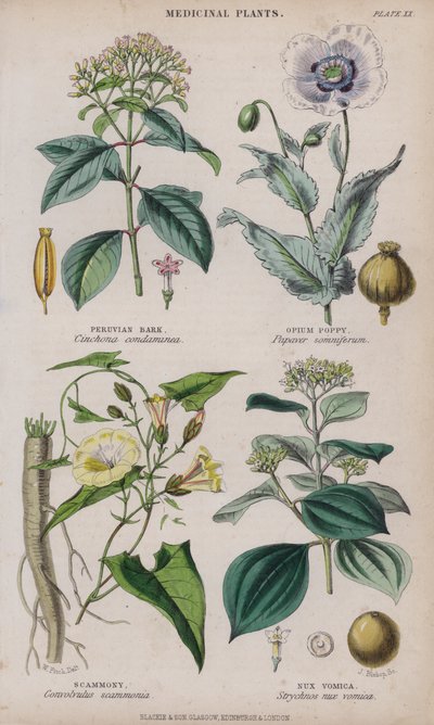 Écorce de quinquina; Pavot à opium; Scammonée; Noix vomique (gravure en couleur) - W. Fitch