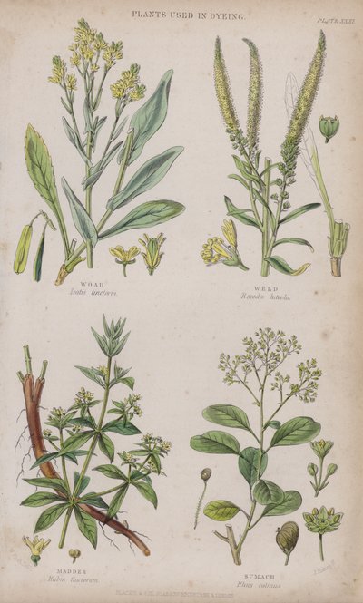 Pastel des teinturiers; Réséda; Garance; Sumac (gravure en couleur) - W. Fitch
