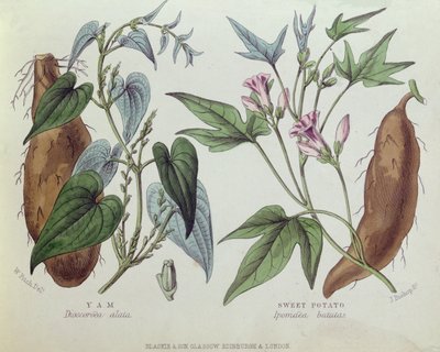 Igname et patate douce - W. Fitch