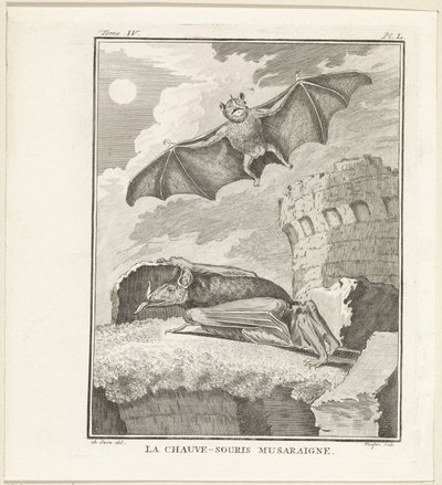 Chauves-souris - W. Tringham