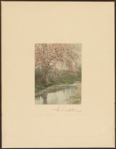 [Arbre à fleurs] - Wallace Nutting
