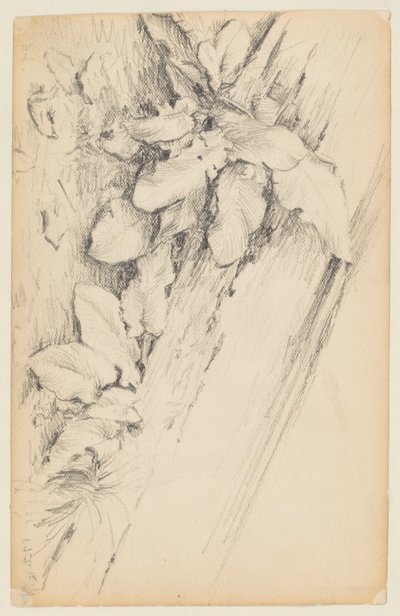 Étude de plantes et tronc d