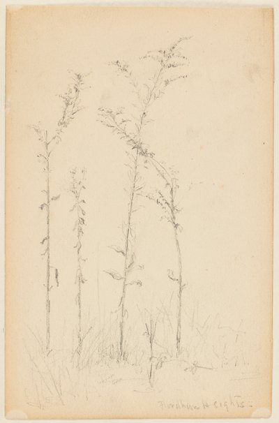 Étude de plantes sauvages, Fordham Heights - Walter Clark