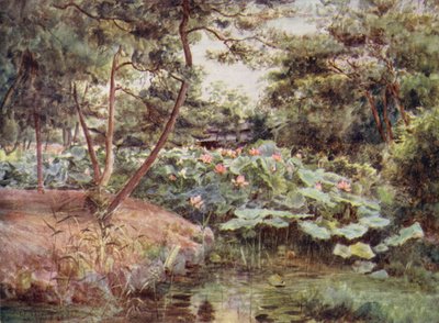 Pins et lotus roses à Kofu - Walter Frederick Roofe Tyndale