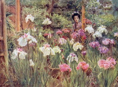 Iris de spécimen - Walter Frederick Roofe Tyndale