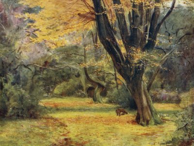 La Nouvelle Forêt : Érables, près de Queen