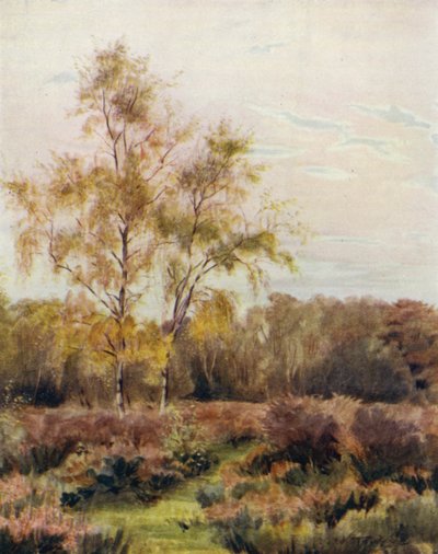 La Nouvelle Forêt : Rushpole Common, près de l
