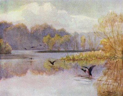 La Nouvelle Forêt : Le bassin au moulin de Minstead - Walter Frederick Roofe Tyndale