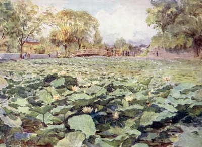 Lotus blanc, le fossé du château, Kofu - Walter Frederick Roofe Tyndale