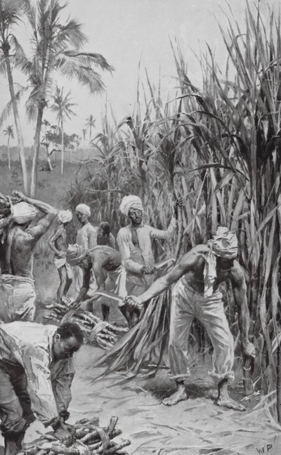 Coolies de Trinidad travaillant dans un champ de canne (lithographie) - Walter Paget