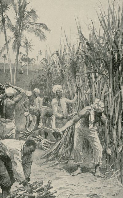 Coolies de Trinidad travaillant dans un champ de canne - Walter Stanley Paget