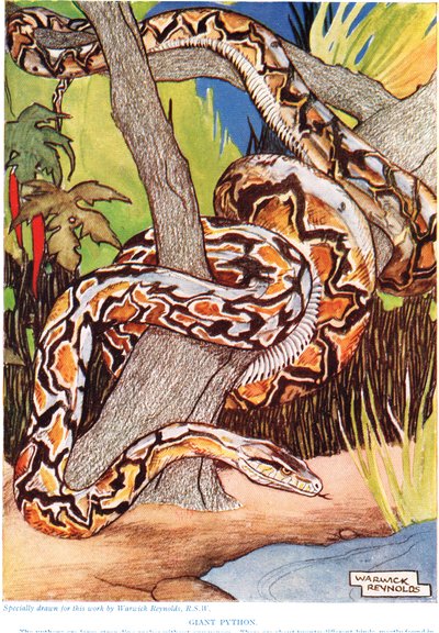 Python géant, illustration de 