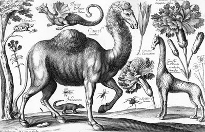 Animalium, Ferarum et Bestiarum, gravé par David Loggan - Wenceslaus (after) Hollar
