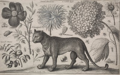 Animaux et plantes : Léopard avec plantes et insectes - Wenceslaus Hollar