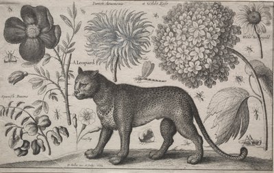 Animaux et plantes : Léopard avec plantes et insectes, 1662 - Wenceslaus Hollar