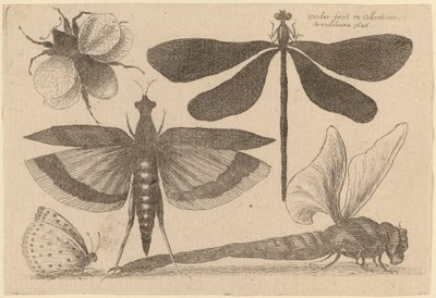 Libellules, un bourdon et un papillon - Wenceslaus Hollar