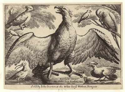 Aigle et autres oiseaux - Wenceslaus Hollar