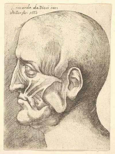 Tête écorchée d