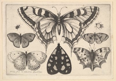 Cinq papillons, un papillon de nuit et deux coléoptères, 1646 - Wenceslaus Hollar
