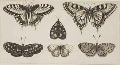 Cinq papillons et un papillon de nuit - Wenceslaus Hollar