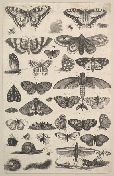 Quarante et un Insectes, y compris des papillons de nuit et des papillons, 1625-77 - Wenceslaus Hollar