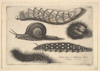 Quatre chenilles et un escargot - Wenceslaus Hollar