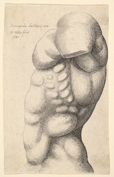 Torse masculin du cou à la hanche en profil gauche - Wenceslaus Hollar