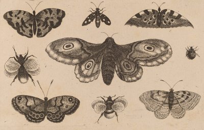 Papillon, papillons et abeilles - Wenceslaus Hollar