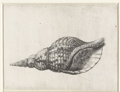Schelp, charonia tritonis Schelpen (titre de la série) - Wenceslaus Hollar