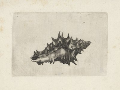 Coquille, vasum ceramicum - Wenceslaus Hollar