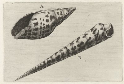 Coquilles, mitra cardinalis (A) et terebra subulata (B) - Wenceslaus Hollar