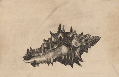 Coquille Vasum ceramicum, vers 1645 - Wenceslaus Hollar