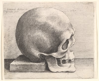 Crâne en profil à droite, 1645 - Wenceslaus Hollar