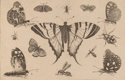 Papillon à queue d
