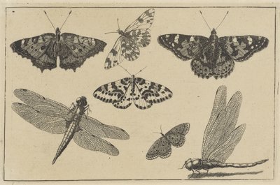 Deux libellules et cinq papillons (série Diversae Insectorum) - Wenceslaus Hollar