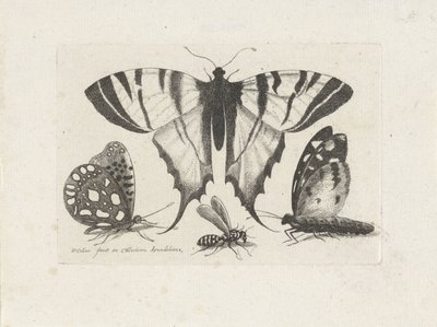Papillons et une guêpe - Wenceslaus Hollar