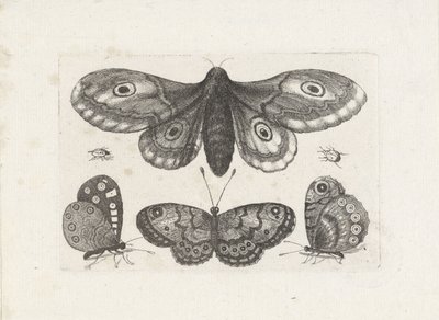 Papillons, scarabées et un papillon de nuit - Wenceslaus Hollar