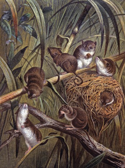 Souris naines africaines - Wilhelm Kuhnert