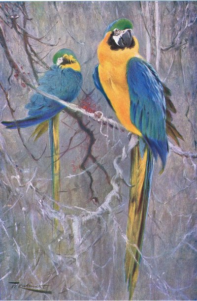 Ara bleu et jaune, de Wildlife of the World publié par Frederick Warne & Co, vers 1900 - Wilhelm Kuhnert