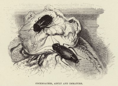 Blattes, adultes et immatures - Wilhelm Kuhnert