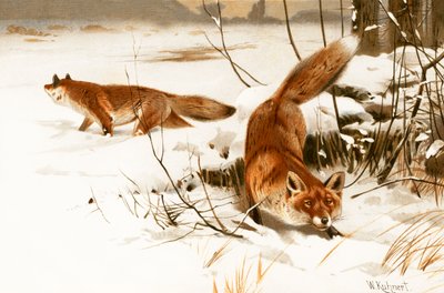 Renard commun - Wilhelm Kuhnert