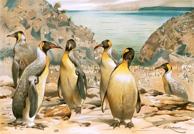 Pingouins géants - Wilhelm Kuhnert